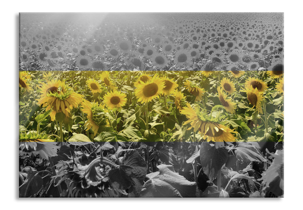 Pixxprint Wunderschönes Sonnenblumenfeld, Glasbild
