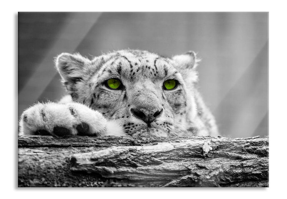 Pixxprint Schöner Gepard mit grünen Augen, Glasbild