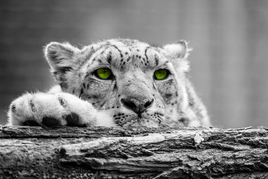 Schöner Gepard mit grünen Augen, Glasbild