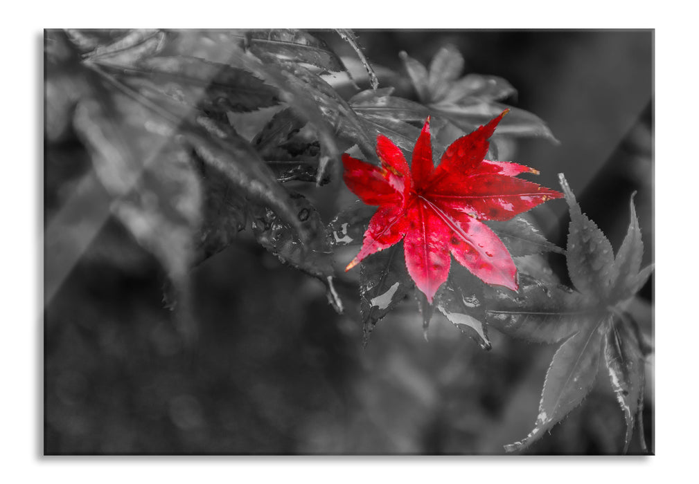 Herbstliches rotes Ahornblatt, Glasbild