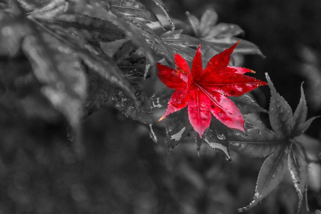 Herbstliches rotes Ahornblatt, Glasbild