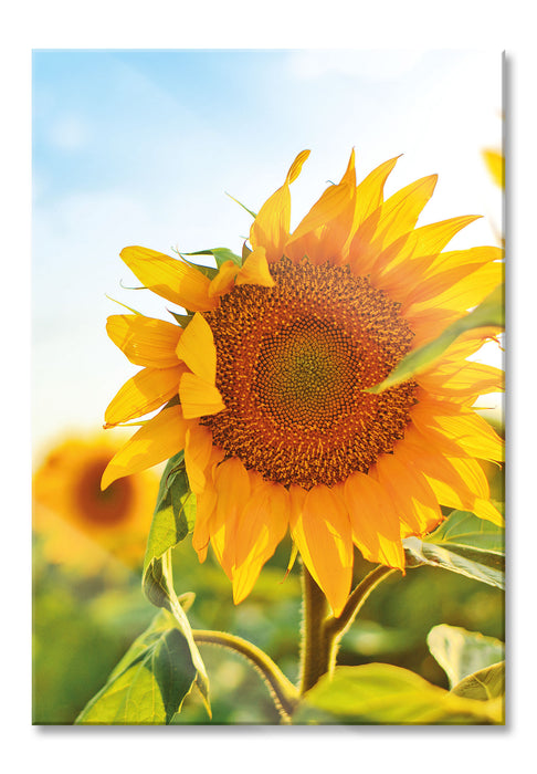 Pixxprint Sonnenblumenfeld SonnenblumeSonne, Glasbild