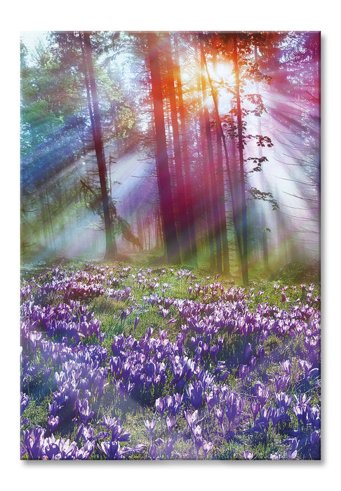 Pixxprint Krokusse im Wald, Glasbild