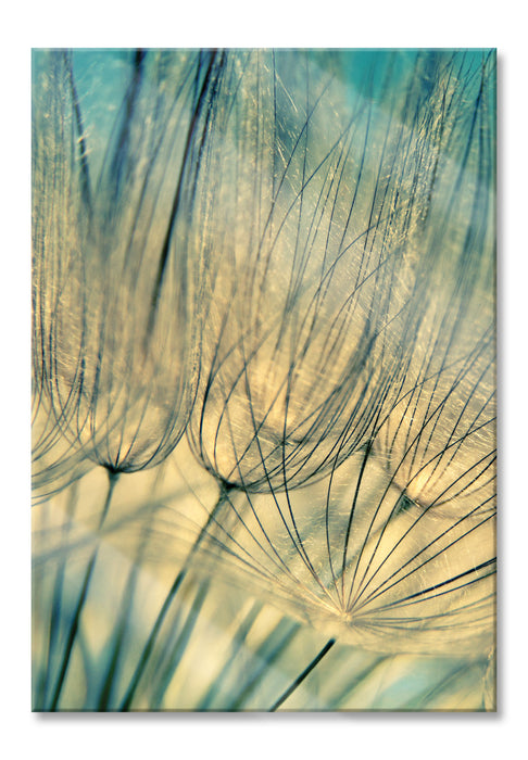 Pixxprint Pusteblumen, Glasbild