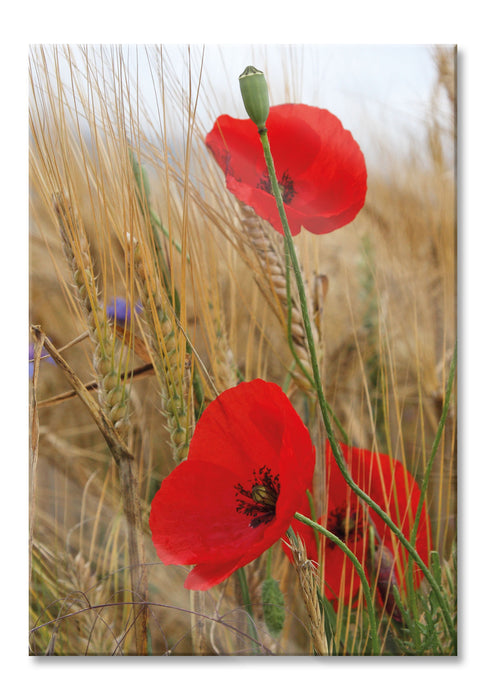 Pixxprint Mohnblumen im Getreidefeld, Glasbild