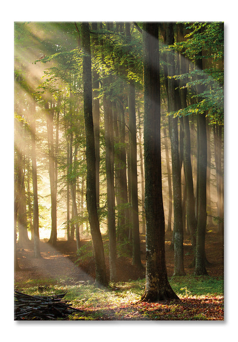 Pixxprint Bäume im, Glasbild