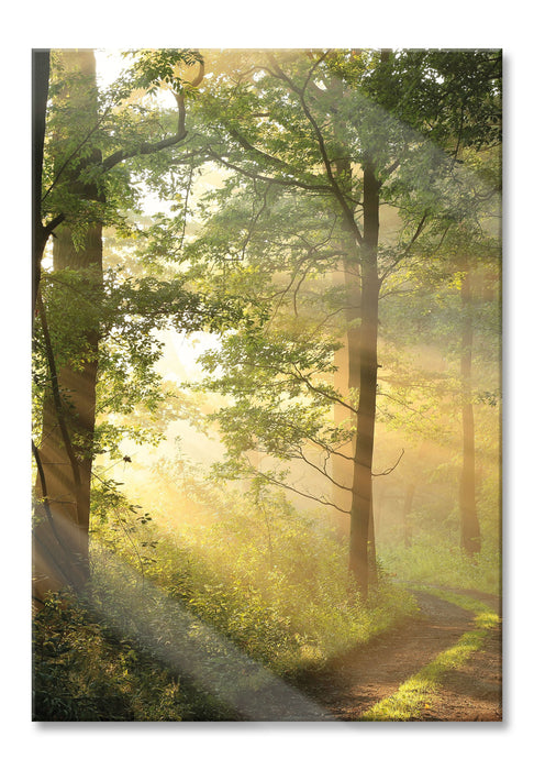 Pixxprint Waldweg, Glasbild