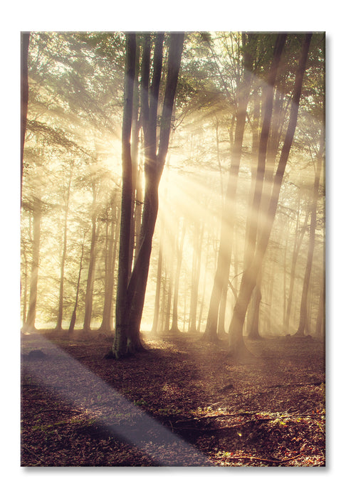 Pixxprint Waldlichtung im Sonnenschein, Glasbild