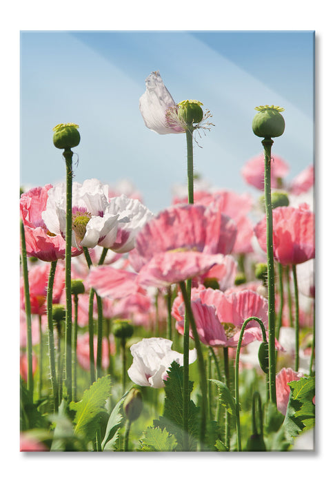 Pixxprint Blumenwiese Mohnblumen, Glasbild