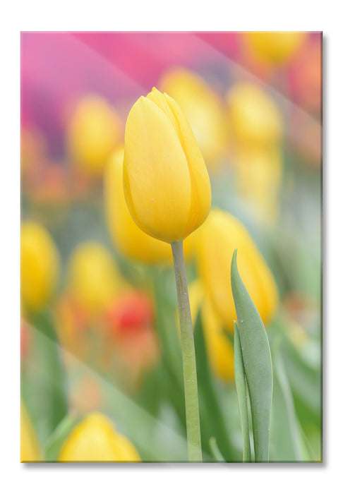 Pixxprint Gelbe Tulpen im Frühling, Glasbild