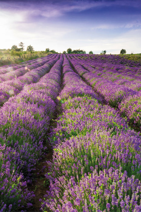 Lavendelfeld Provence, Glasbild