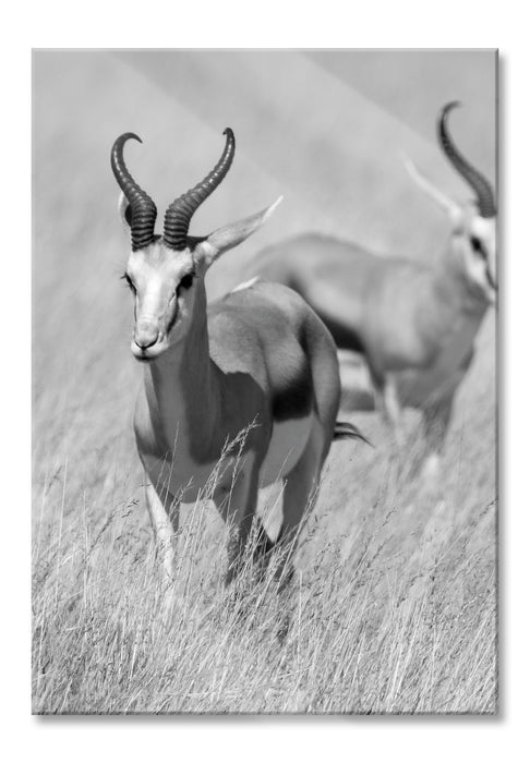 Pixxprint Tiere in Savanne, Rehe, Afrika, Glasbild