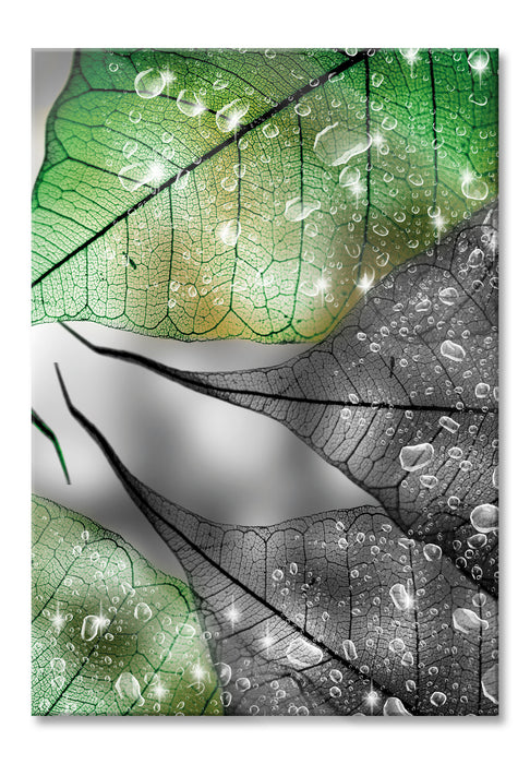 Pixxprint grüne Blätter mit Wassertropfen, Glasbild