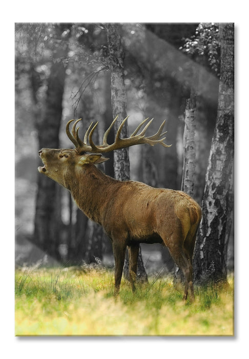 Pixxprint röhrender Hirsch im Wald schwarz/weiß, Glasbild