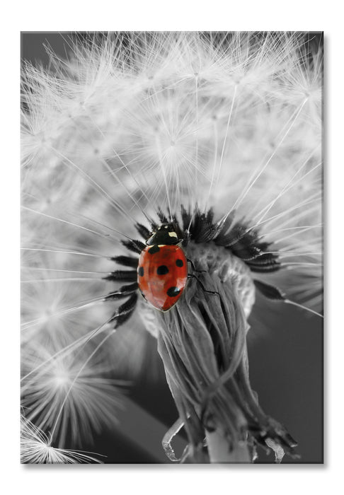 Pixxprint schöner Marienkäfer auf Pusteblume, Glasbild