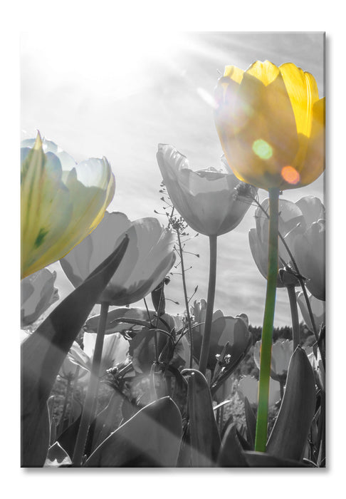 Pixxprint wunderschöne Tulpenwiese schwarz/weiß, Glasbild