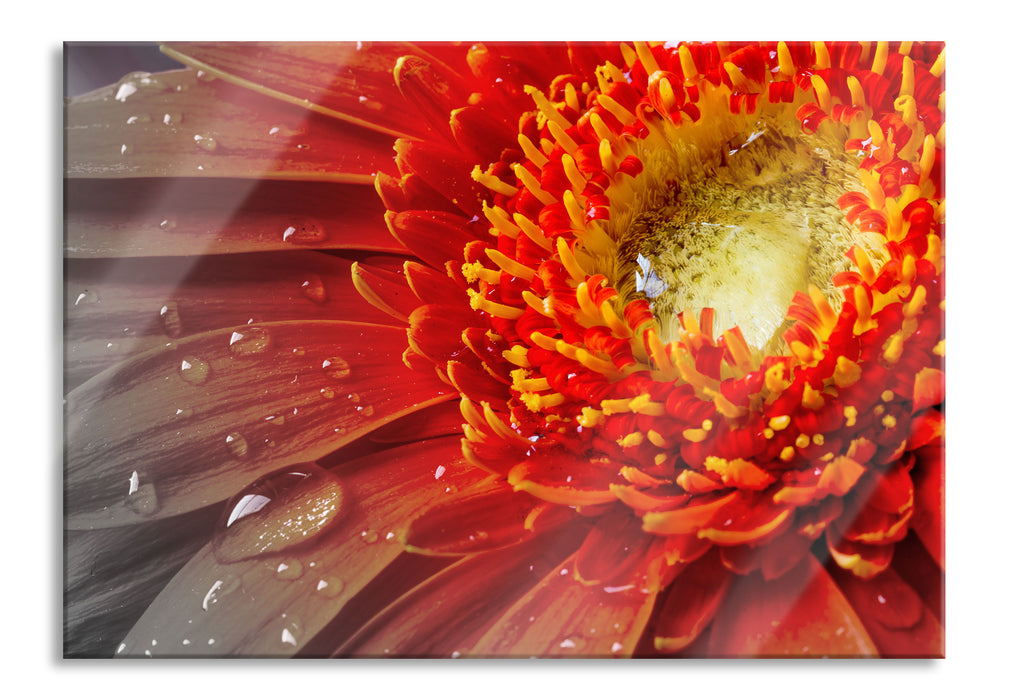 Pixxprint Gerbera mit Wassertropfen, Glasbild