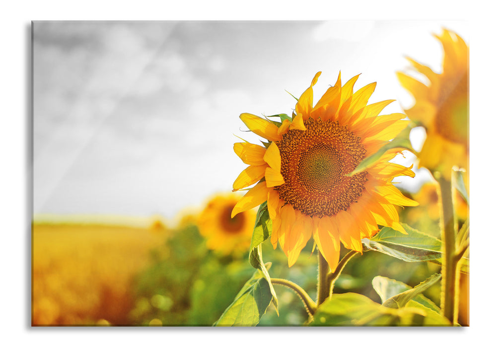 Pixxprint Nahaufnahme einer Sonnenblume, Glasbild