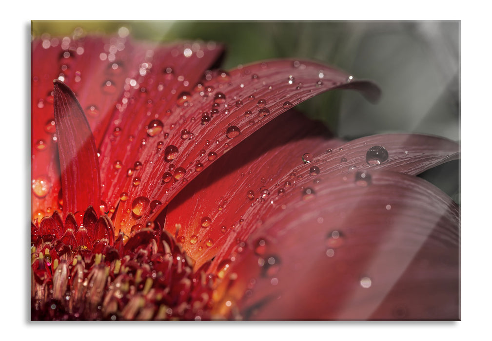 Pixxprint Gerbera Blüte, Glasbild