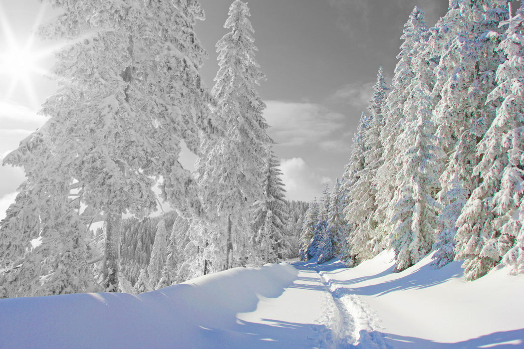 Winterlandschaft mit Bäumen, Glasbild