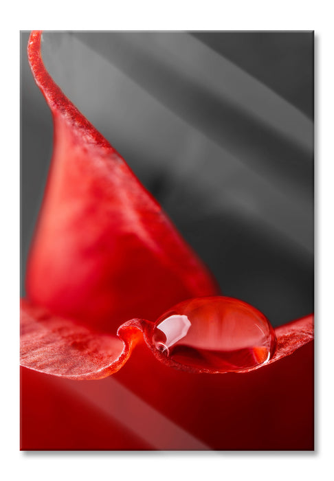 Pixxprint roter Tropfen auf Rosenblüte, Glasbild