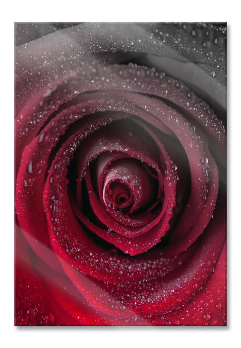 Pixxprint Rote zarte Rosenblüte, Glasbild