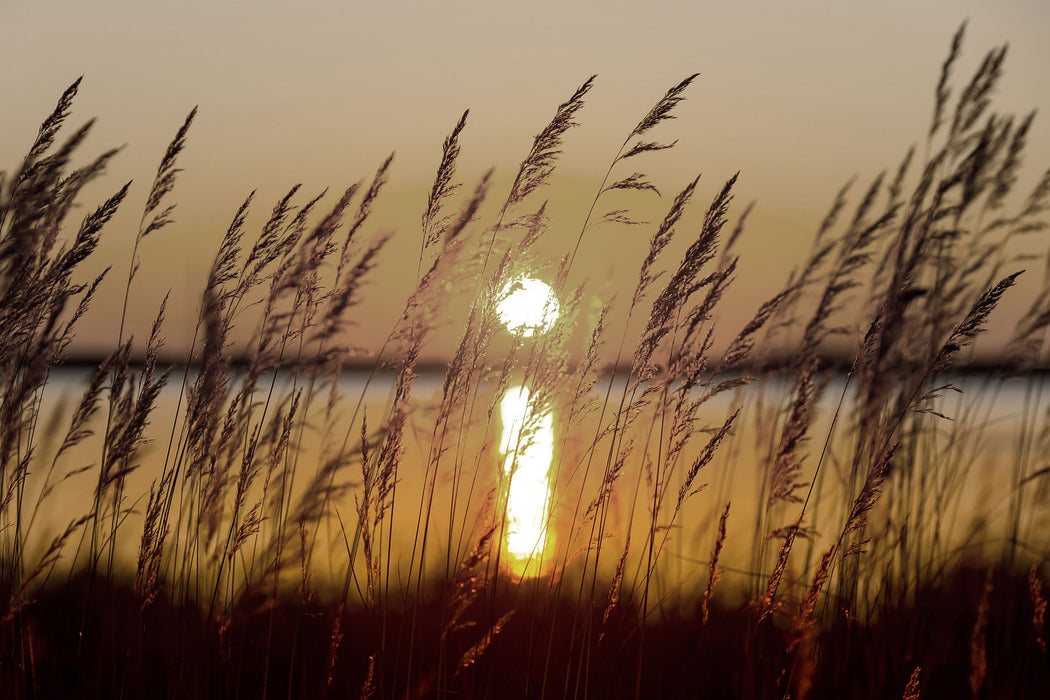 Gräser bei Sonnenuntergang, Glasbild