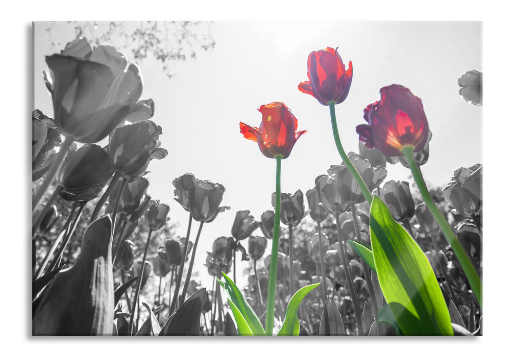 Pixxprint Tulpenfeld Froschperspektive, Glasbild