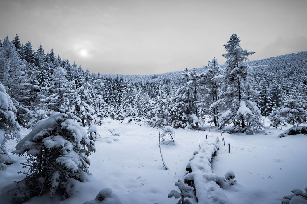 Wald im verschneiten Winter, Glasbild