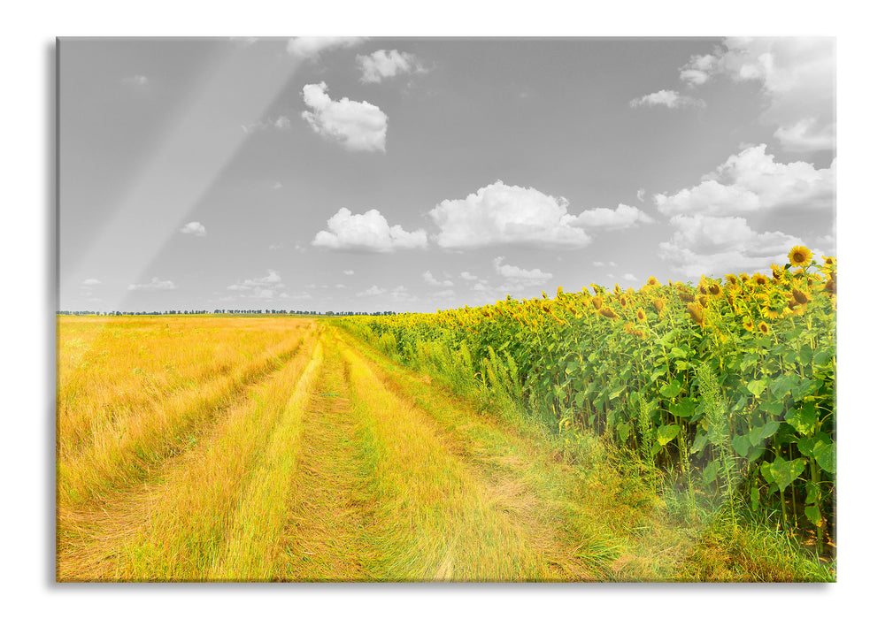 Feldweg  Sonnenblumen, Glasbild