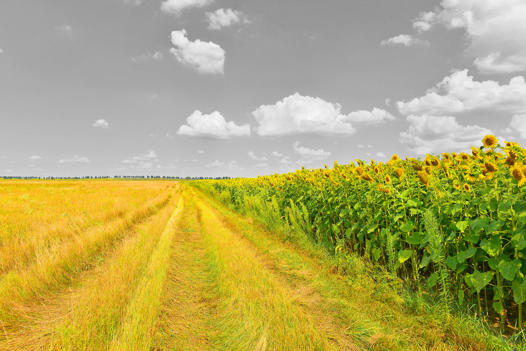 Feldweg  Sonnenblumen, Glasbild