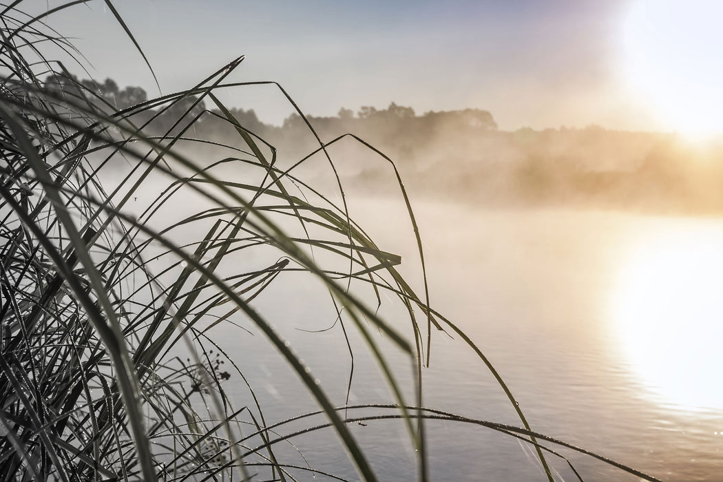 Schneidegras am See, Glasbild