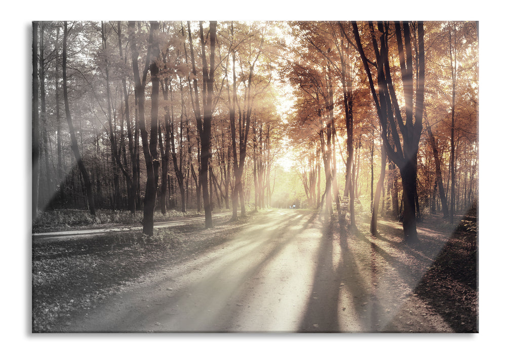 Pixxprint Allee im Herbstlicht, Glasbild