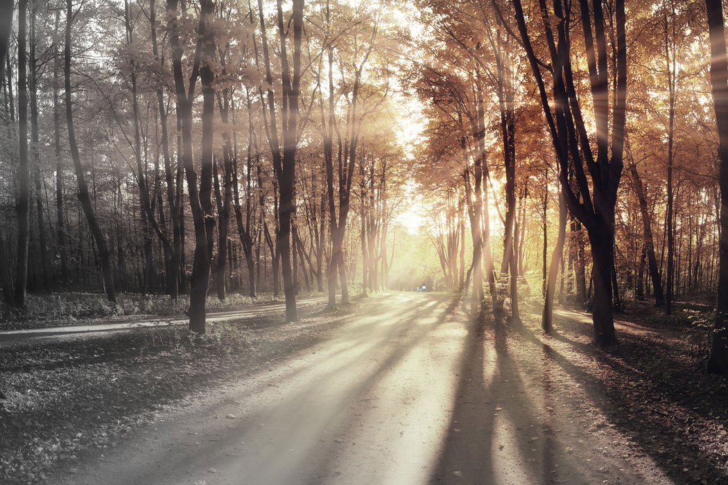 Allee im Herbstlicht, Glasbild