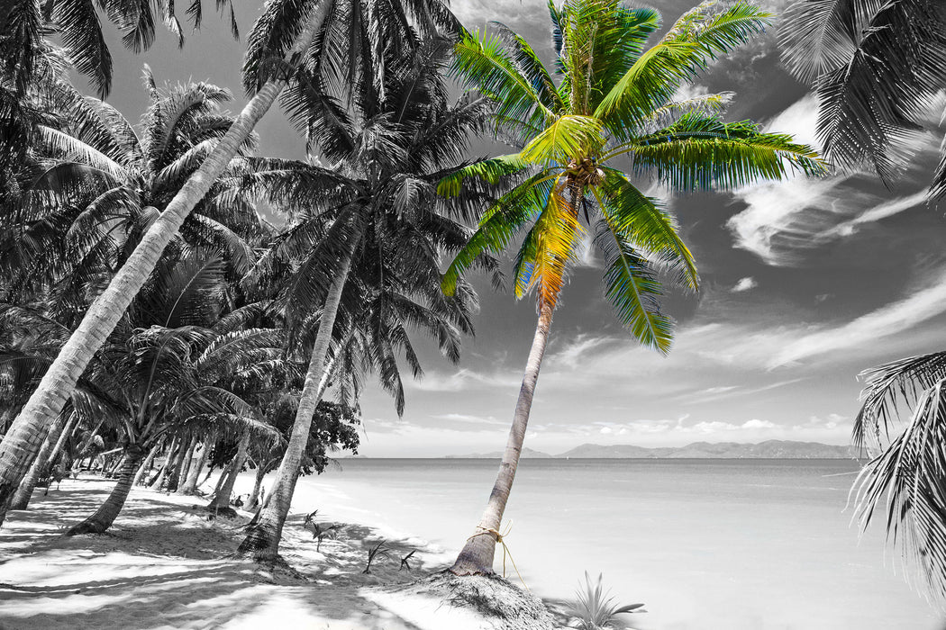 wunderschöner Strand mit Palmen, Glasbild