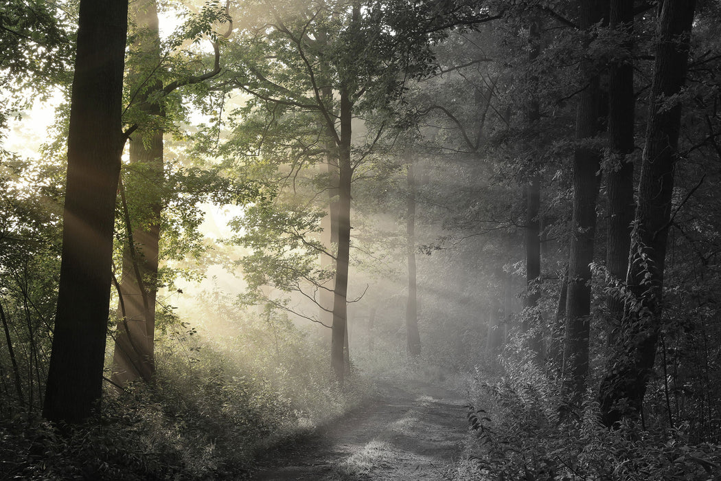 Waldweg im Grünen, Glasbild