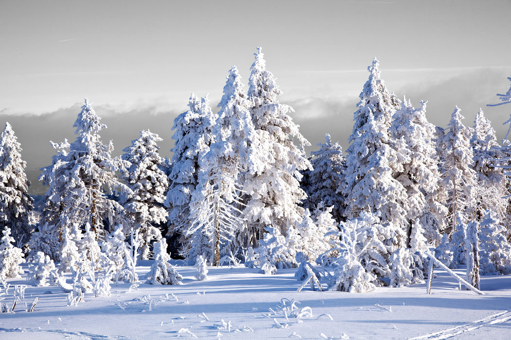 Winter Wunderland, Glasbild