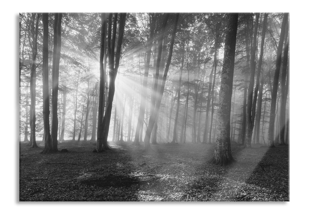 Wald mit Sonnenstrahlen, Glasbild