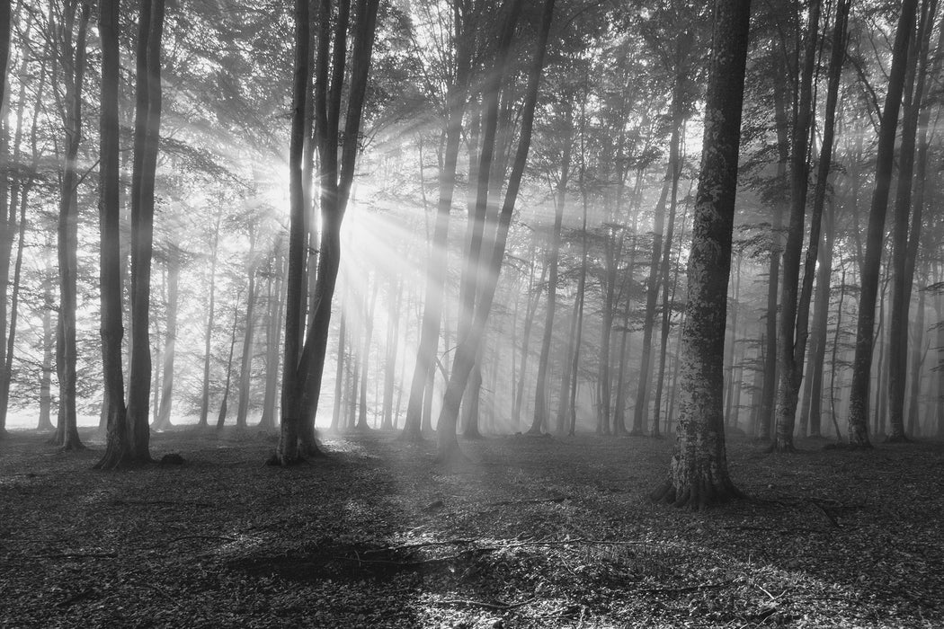 Wald mit Sonnenstrahlen, Glasbild