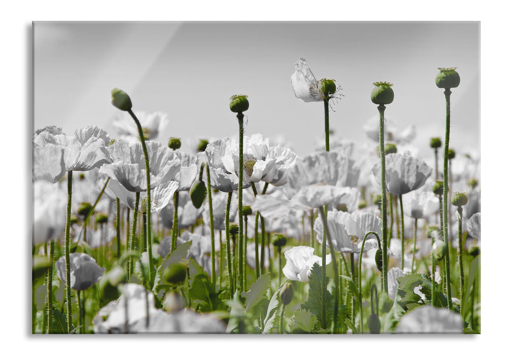 Pixxprint Blumenwiese Mohnblumen, Glasbild