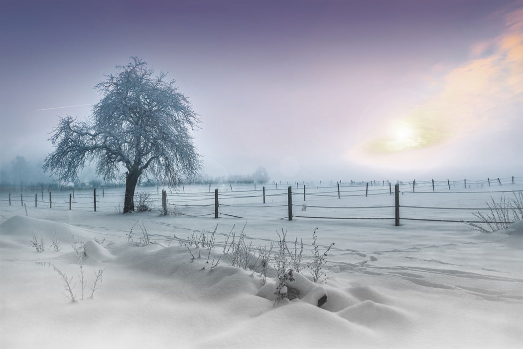 Baum in Winterlandschaft, Glasbild