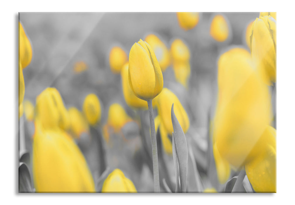 Pixxprint Gelbes Tulpenmeer, Glasbild