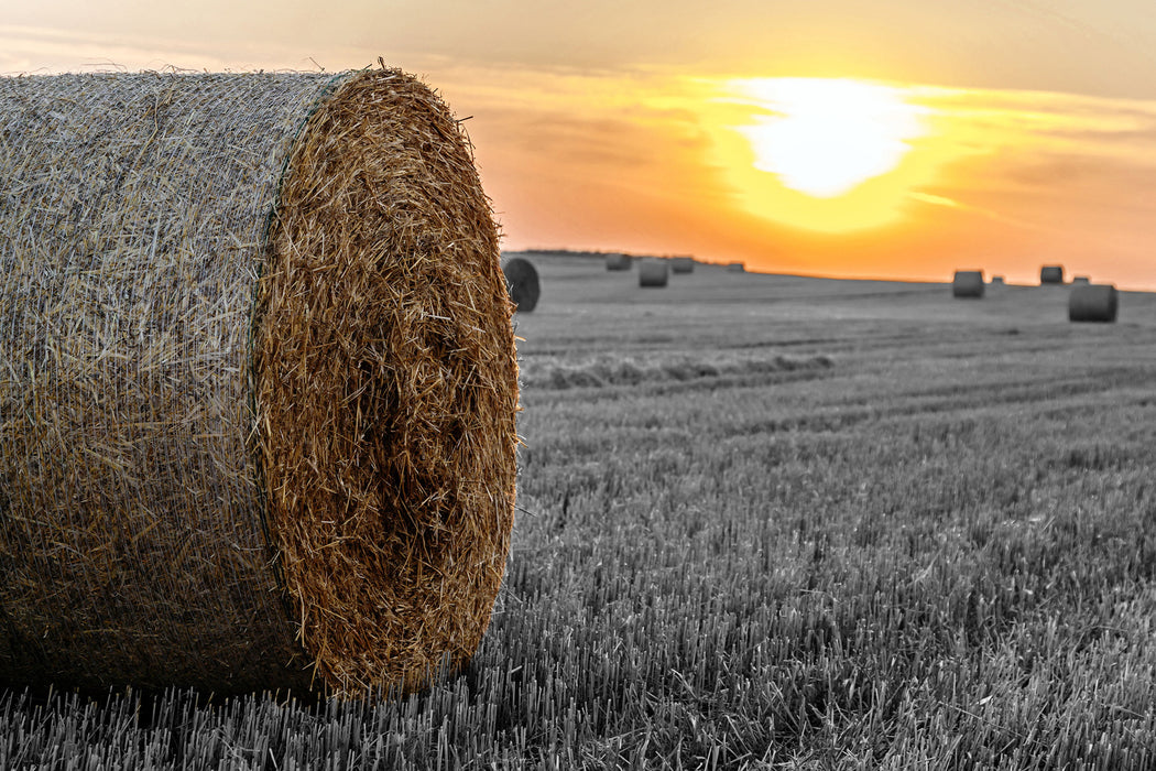 Strohballen auf Feld, Glasbild