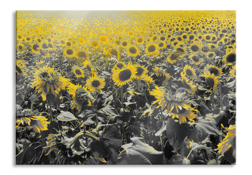 Pixxprint Wunderschönes Sonnenblumenfeld, Glasbild