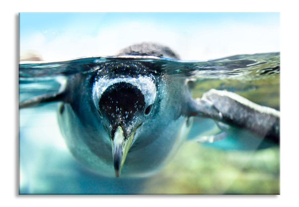 Pixxprint Pinguin im Wasser, Glasbild