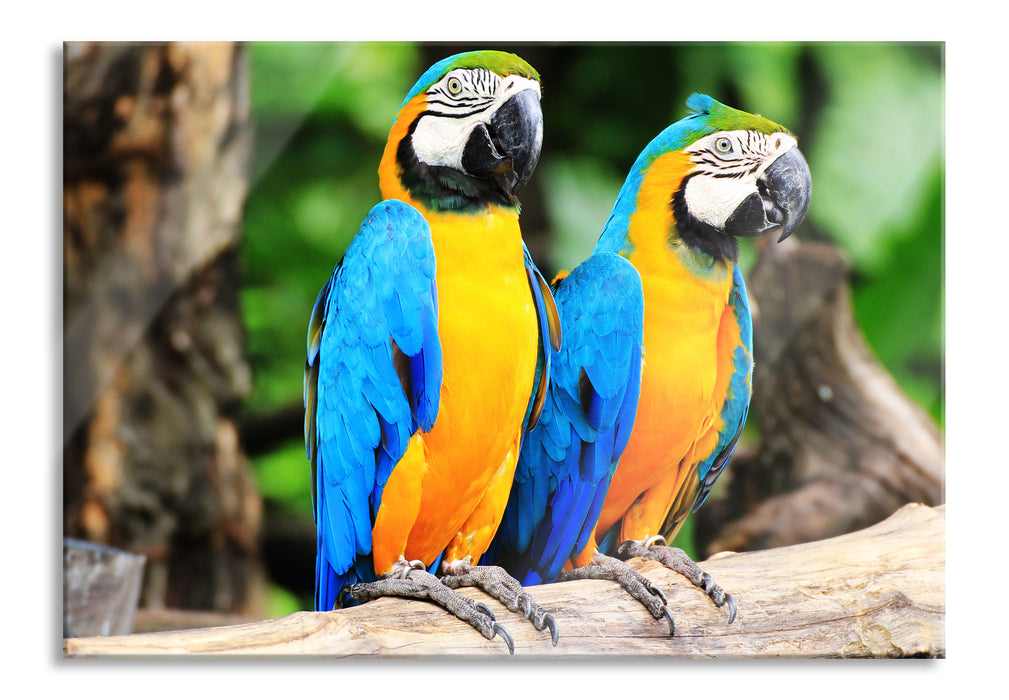 Zwei Papageien, Glasbild