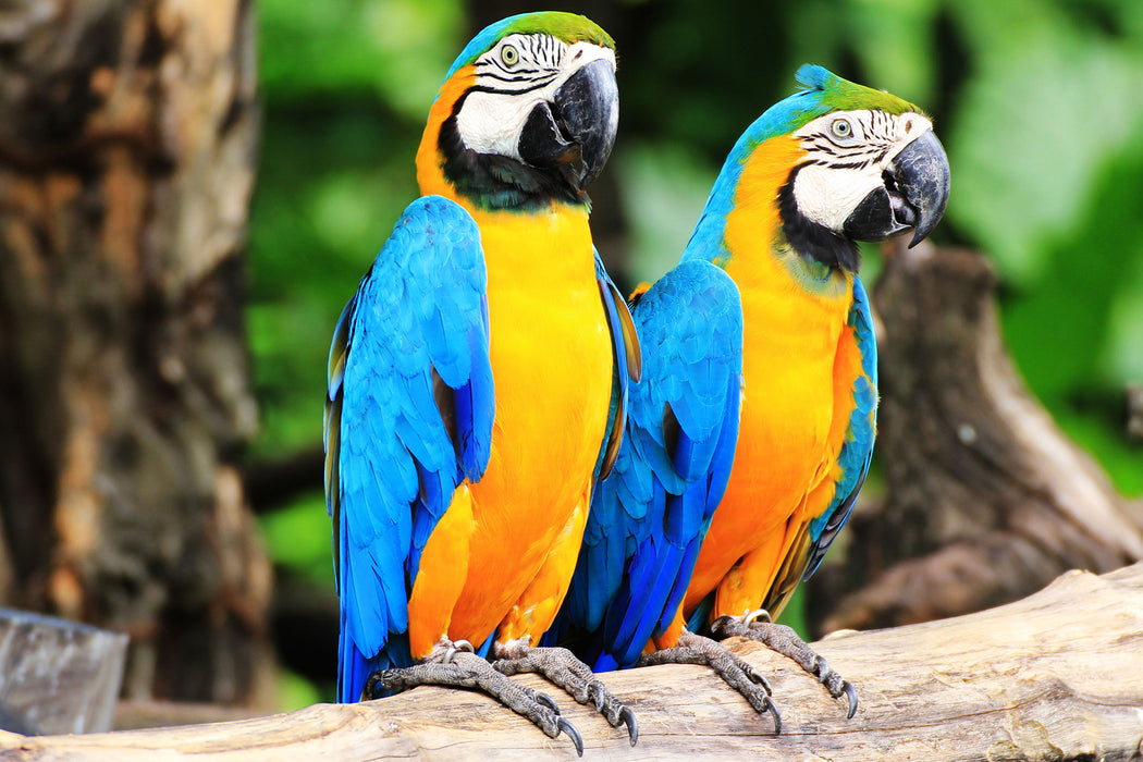 Zwei Papageien, Glasbild