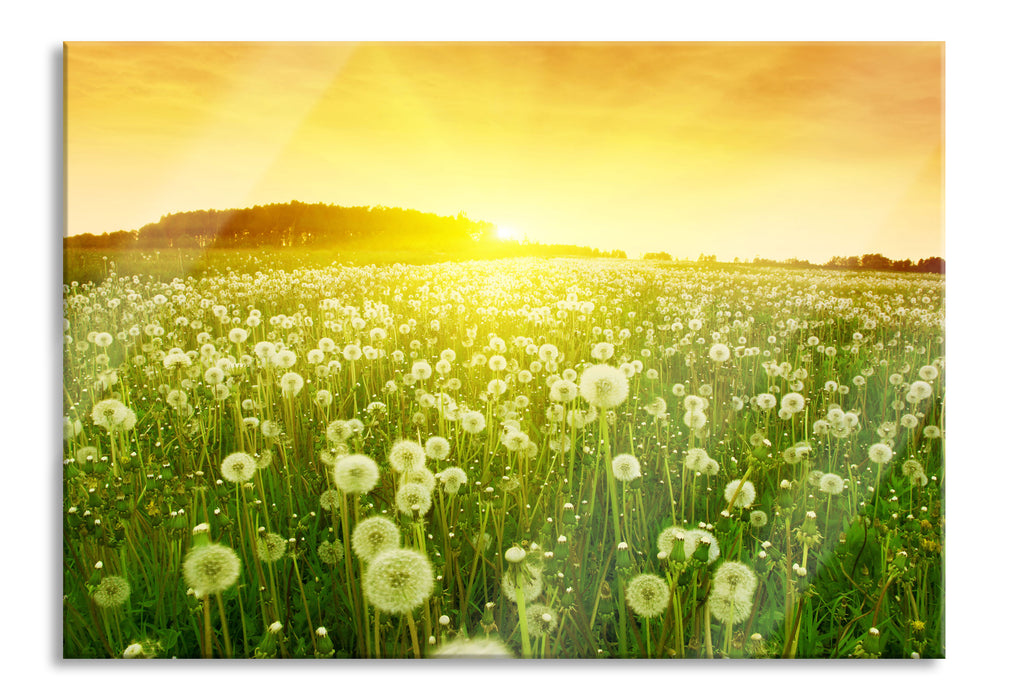 Pixxprint Pusteblumen Sonnenuntergang, Glasbild