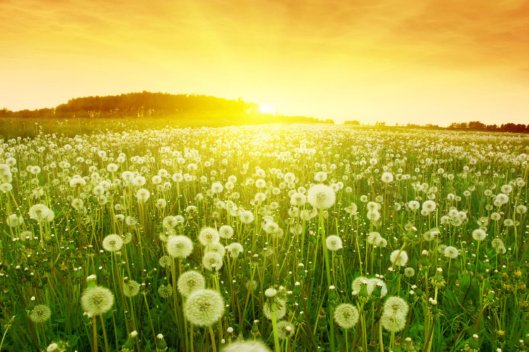 Pusteblumen Sonnenuntergang, Glasbild