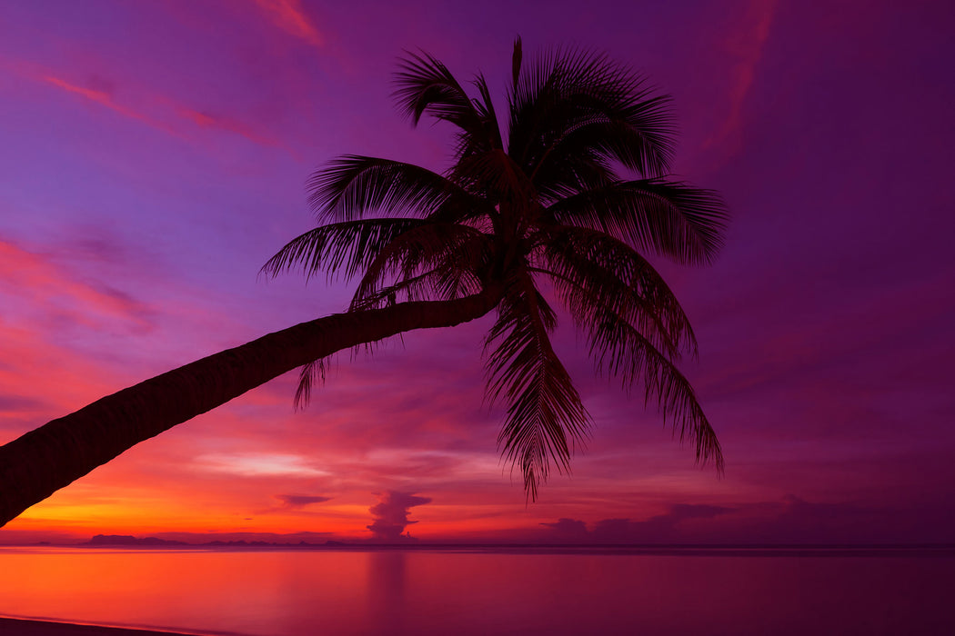 Palme am Meer mit Sonnenuntergang, Glasbild